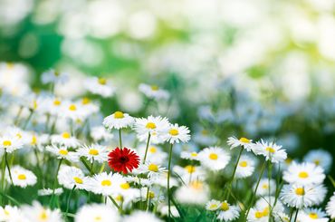 Blumenwiese mit weissen und roten Blumen