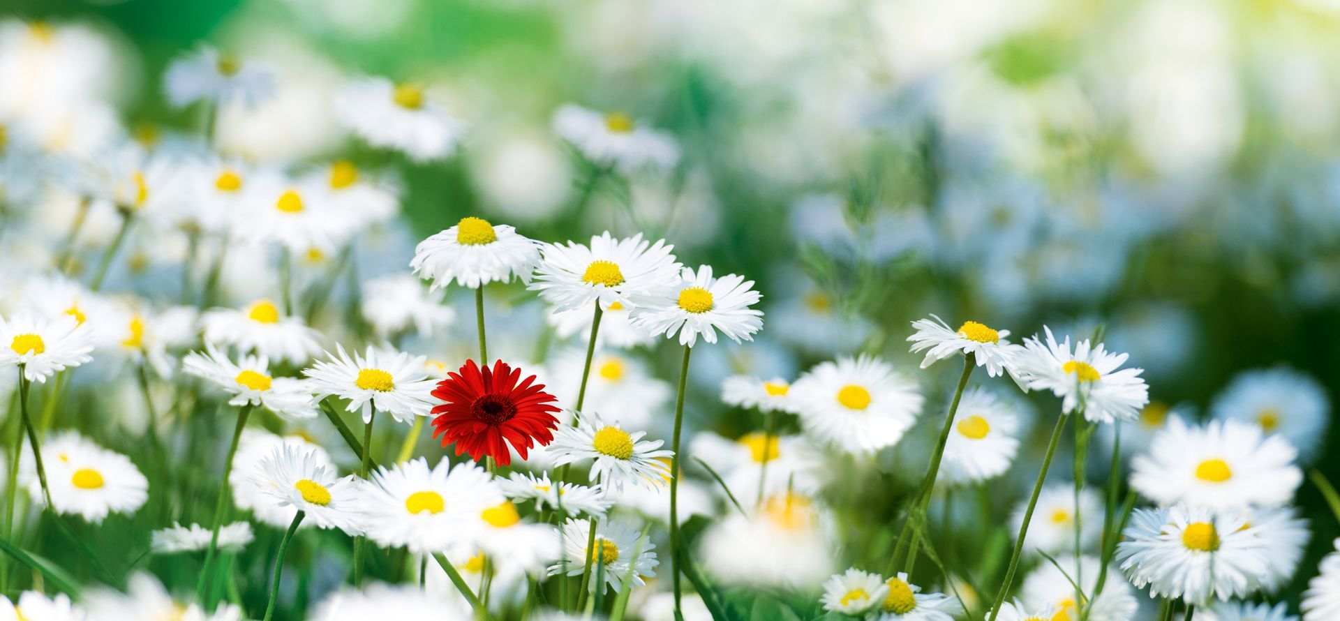 Blumenwiese mit weissen und roten Blumen