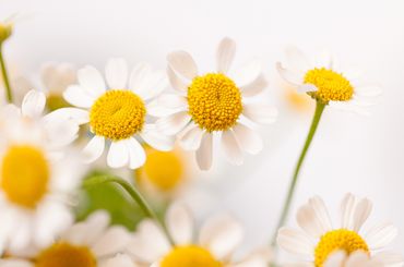 Blumenwiese