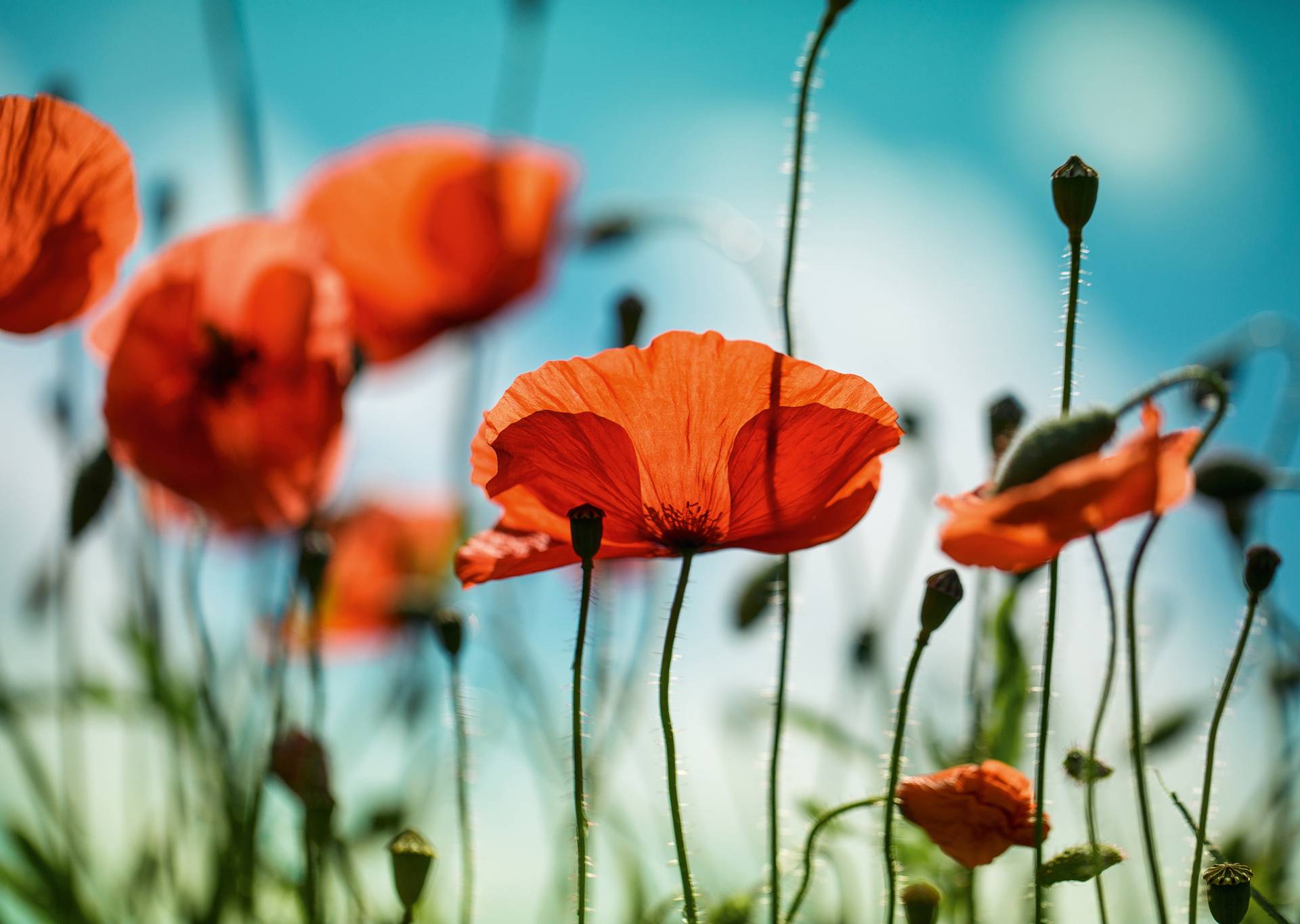 Mohnblumen auf Sommerwiese