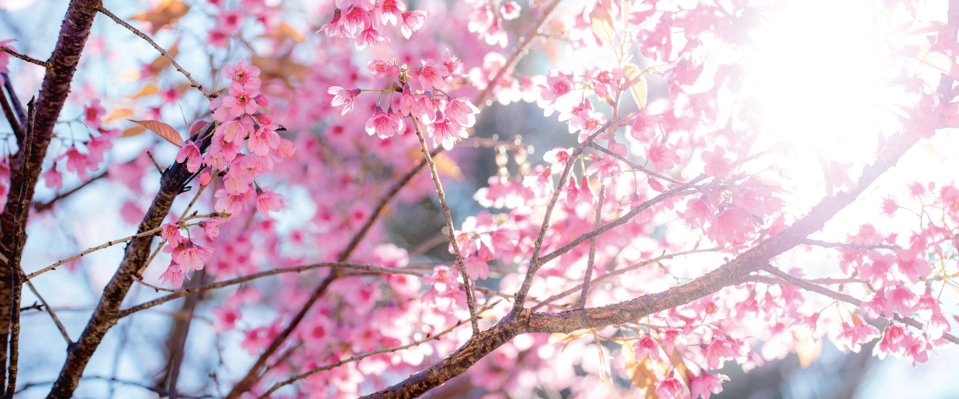 Japanische Kirschblüte